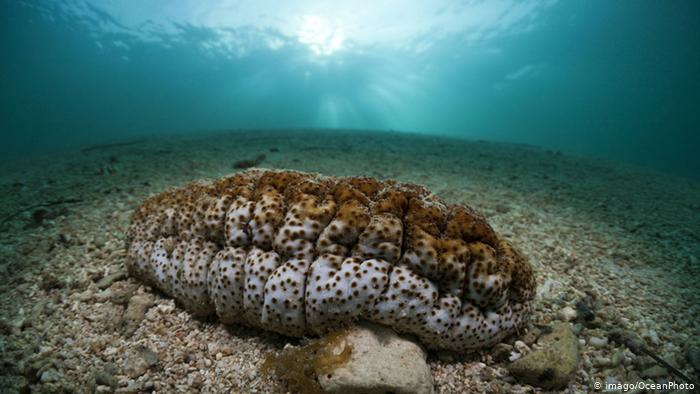 Budidaya Teripang Putih